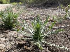 Deinandra paniculata