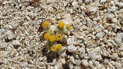 Eriophyllum pringlei