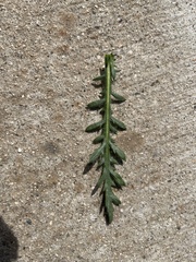 Deinandra paniculata