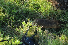 Holochilus brasiliensis