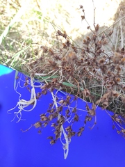 Filipendula ulmaria