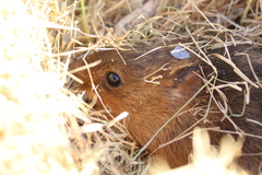 Holochilus brasiliensis