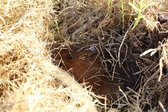 Holochilus brasiliensis