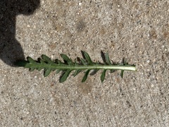 Deinandra paniculata