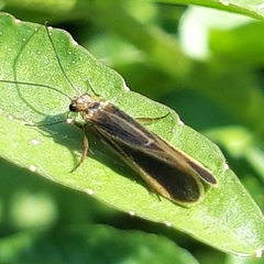 Chimarra marginata