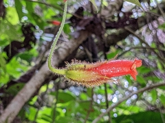 Gesnerieae
