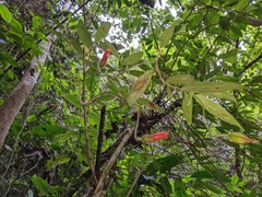 Gesnerieae