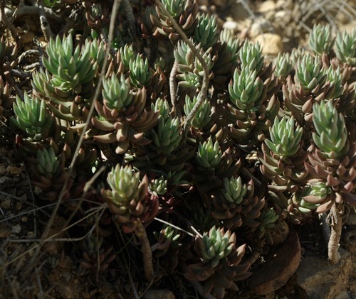 Pale Stonecrop