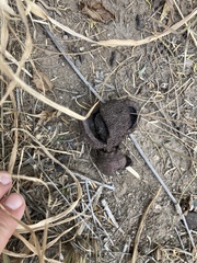 Prosopanche americana