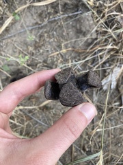 Prosopanche americana