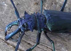 Psalidognathus friendii