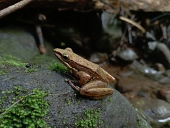 Chalcorana chalconota