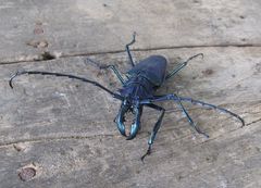 Psalidognathus friendii