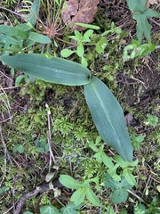 Platanthera elongata