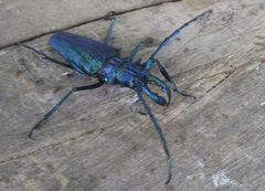 Psalidognathus friendii