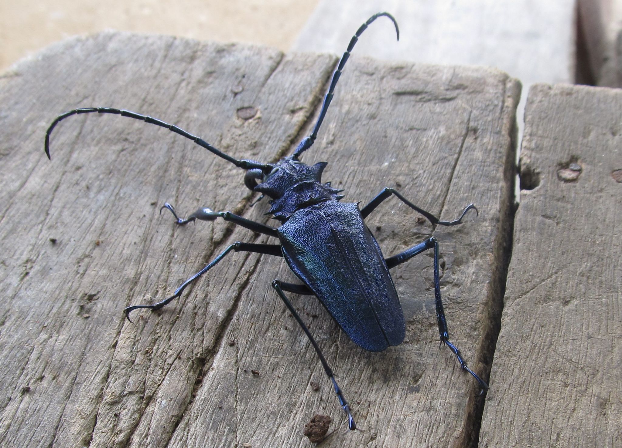 Psalidognathus friendii