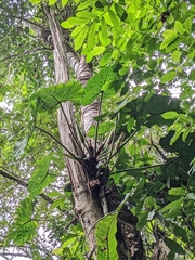Philodendron verrucosum