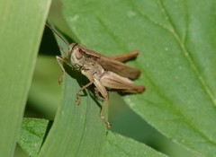 Dichromorpha prominula