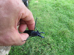 Psalidognathus friendii