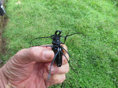 Psalidognathus friendii