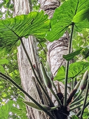 Philodendron verrucosum