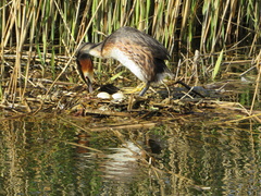 Podiceps cristatus