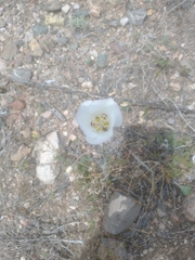 Calochortus nuttallii