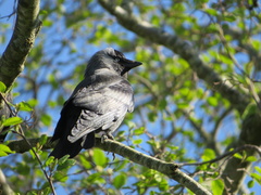 Corvus monedula
