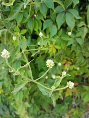 Alternanthera flavescens
