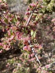 Prunus andersonii