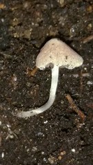 Psathyrella prona