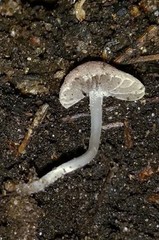 Psathyrella prona