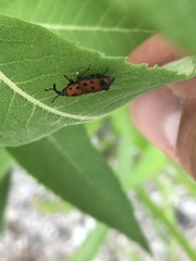 Rhodobaenus tredecimpunctatus