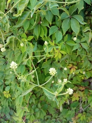 Alternanthera flavescens