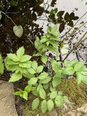 Angelica genuflexa