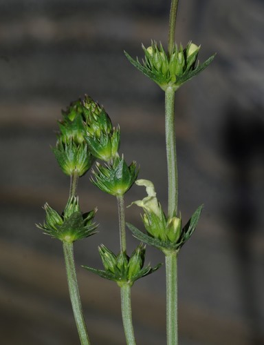 Sideritis incana atlantica