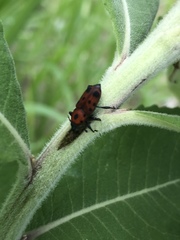 Rhodobaenus tredecimpunctatus