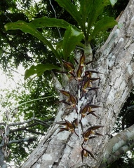 Catasetum saccatum