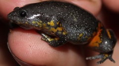 Elachistocleis ovalis