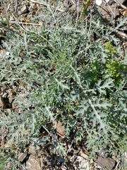 Ehrendorferia chrysantha