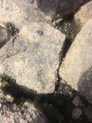 Mytilus californianus