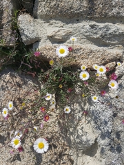Erigeron karvinskianus
