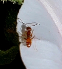 Forelius pruinosus
