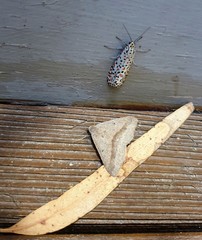 Isturgia penthearia