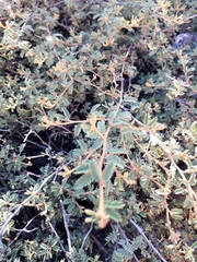 Mimosa rocae