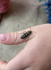 Neoclytus conjunctus