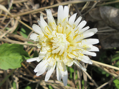 Taraxacum coreanum