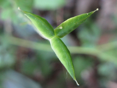 Semiaquilegia adoxoides