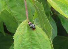 Omophoita peruviana