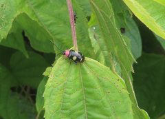 Omophoita peruviana